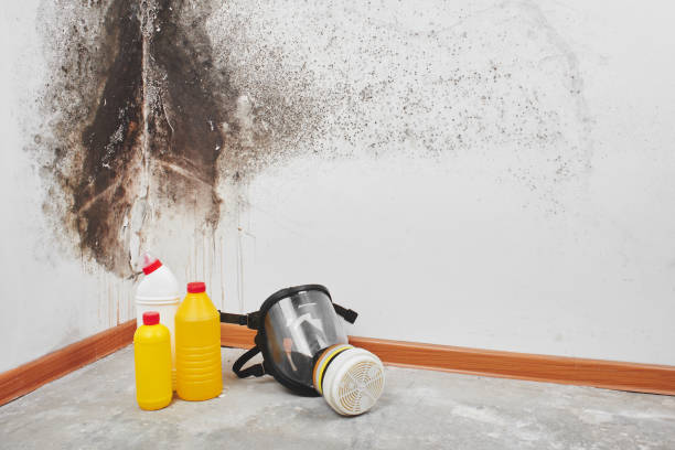 Best Attic Mold Remediation in Covington, VA
