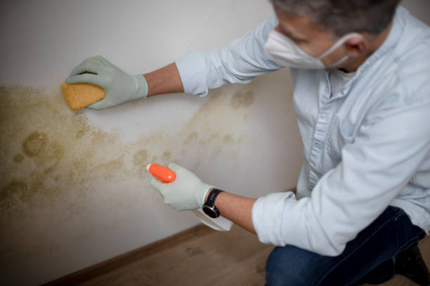 Best Industrial Mold Remediation in Covington, VA