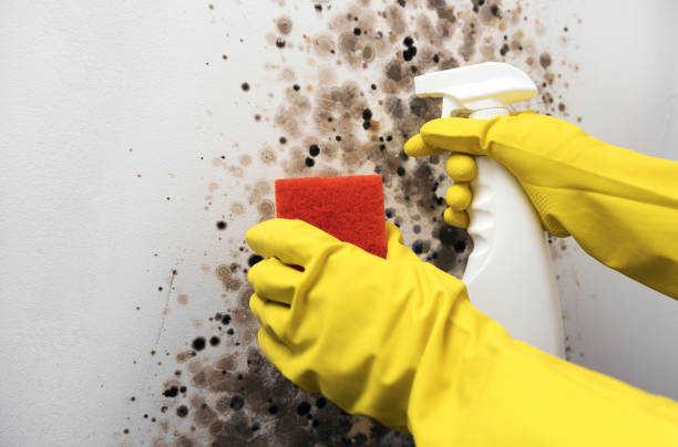 Covington, VA Mold Remediation Company
