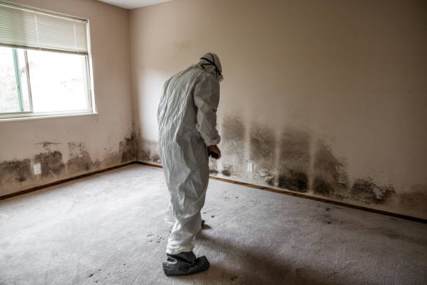 Best HVAC Mold Remediation in Covington, VA