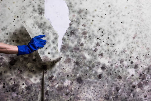 Best Emergency Mold Remediation in Covington, VA
