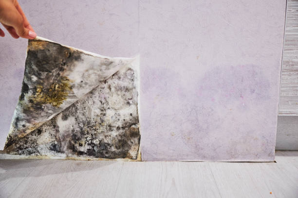Best Insurance-Related Mold Remediation in Covington, VA